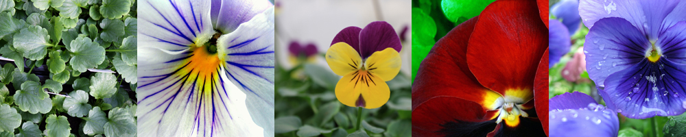 208 Pansy Photodivider
