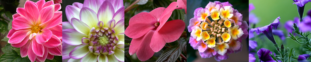306 annuals