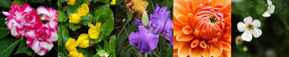 Pictures of our 4.5" Annual Flower Crop