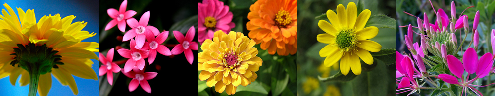 Pictures of our 8" Annual flower Crop