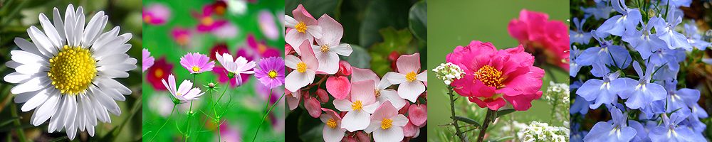 806 flower banner