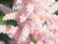 Astilbe