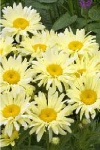 Leucanthemum