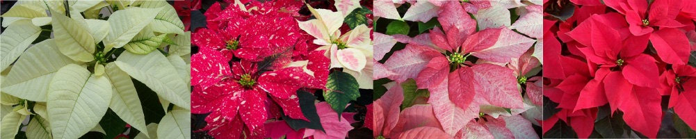 Winter Banner