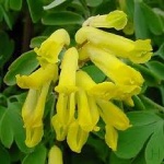 corydalis