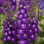 Delphinium