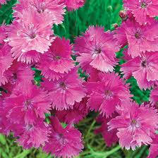 Dianthus