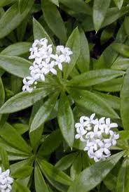 Galium