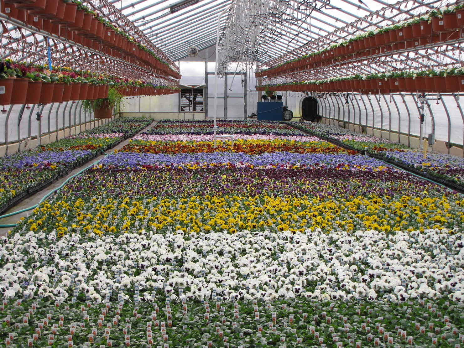 pansy house