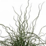 Juncus