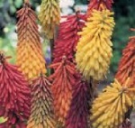 Kniphofia