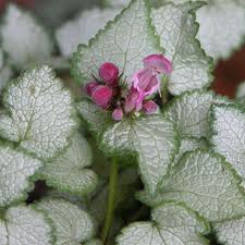 Lamium