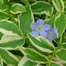 Polemonium