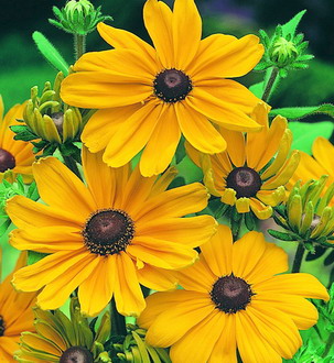 Rudbeckia