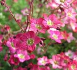 Saxifraga