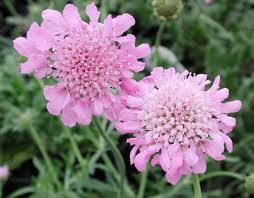 Scabiosa