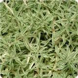Sedum