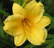 Day Lily
