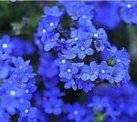 Anchusa