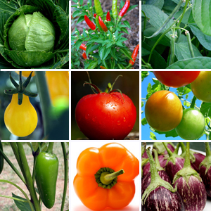 Annual Vegetables and Herbs Michaels Greenhouses
