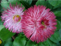 Bellis