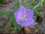 Campanula