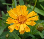 Coreopsis