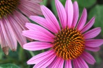 Echinacea