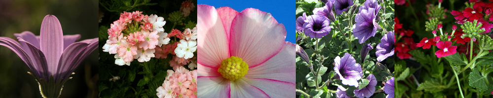 Pictures of Annual Flowers Hanging Baskets
