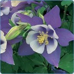 Purple Columbine