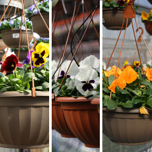 Pansy 