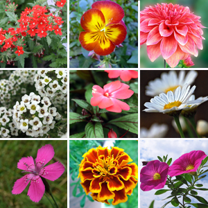 Annuals