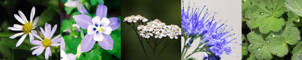 A to D Perennials
