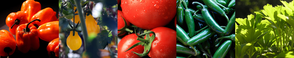 Vegetable Banner